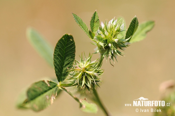 rifolium parviflorum Ehrh. S