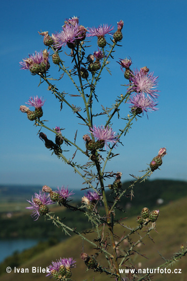 Rispen-Flockenblume