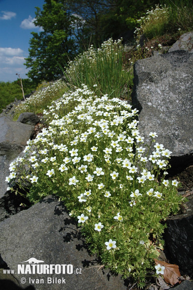 Rosenblütiger Steinbrech - Rasen-Steinbrech