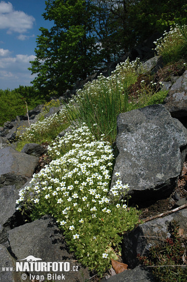 Rosenblütiger Steinbrech - Rasen-Steinbrech