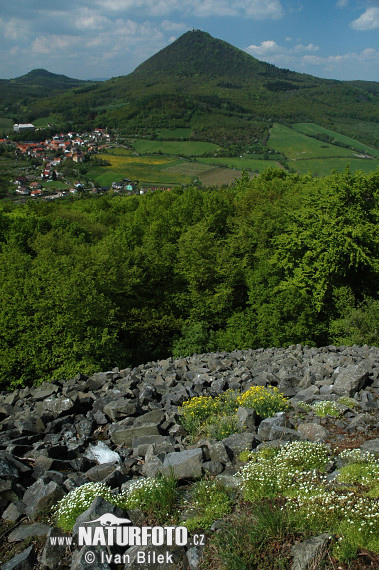 Rosenblütiger Steinbrech - Rasen-Steinbrech