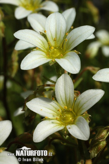 Rosenblütiger Steinbrech - Rasen-Steinbrech