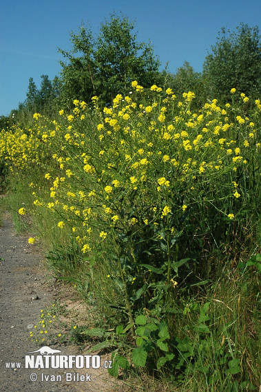 Russekål