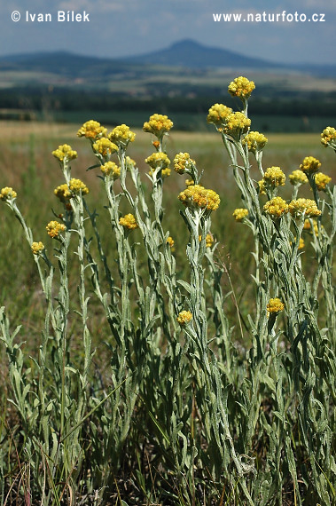 Sand-Strohblume