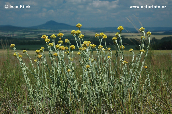 Sand-Strohblume