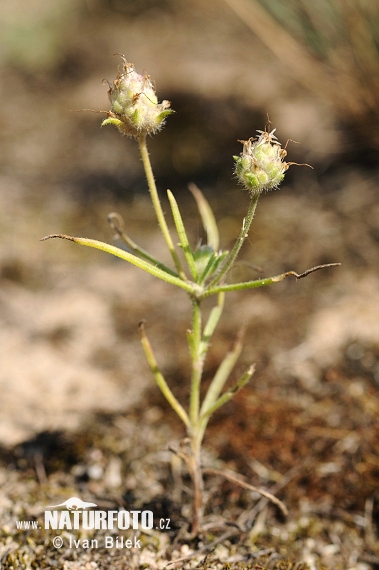 Sand-Wegerich - Sand-Flohkraut