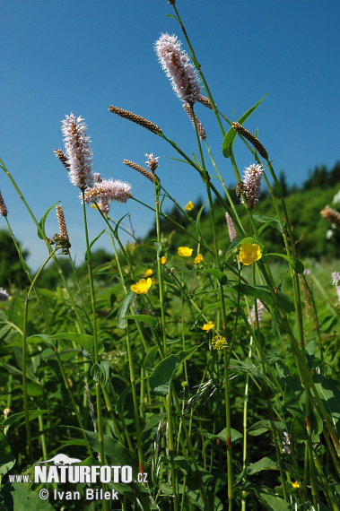 Schlangen-Knöterich - Wiesen-Knöterich