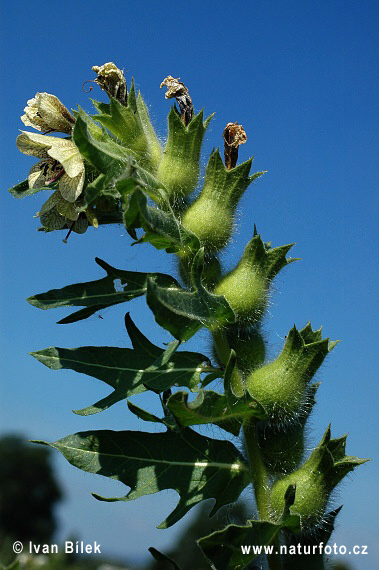 Schwarzes Bilsenkraut