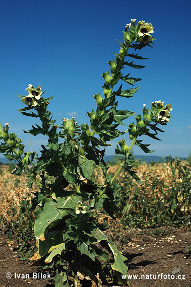 Schwarzes Bilsenkraut