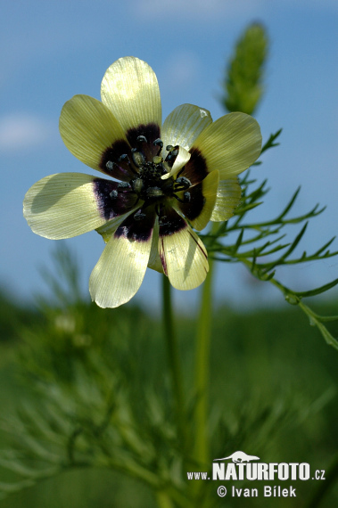 Sommer-Adonisröschen - Sommer-Blutströpfchen - Kleines Teufelsauge