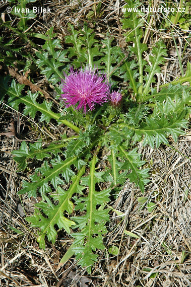 Stengellose Kratzdistel