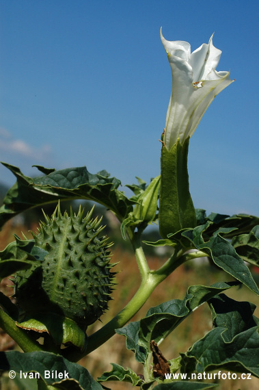 Stramoine commune - Datura stramoine - Pomme-épineuse