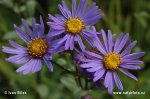 Berg-Aster