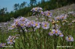 Berg-Aster