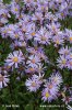 Berg-Aster