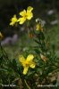 Eiblatt-Sonnenröschen - Großblüten-Sonnenröschen