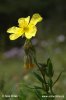 Eiblatt-Sonnenröschen - Großblüten-Sonnenröschen