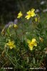 Eiblatt-Sonnenröschen - Großblüten-Sonnenröschen