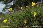 Eiblatt-Sonnenröschen - Großblüten-Sonnenröschen