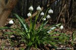 Frühlings-Knotenblume