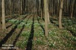 Frühlings-Knotenblume