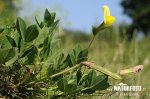 Gelbe Spargelerbse - Spargelbohne - Spargelschote