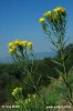 Gold-Aster - Goldhaaraster