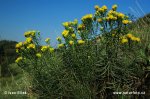 Gold-Aster - Goldhaaraster