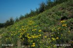 Gold-Aster - Goldhaaraster