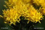 Gold-Aster - Goldhaaraster