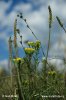 Gold-Aster - Goldhaaraster