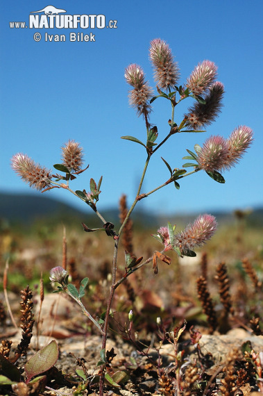 Trifolium arvense