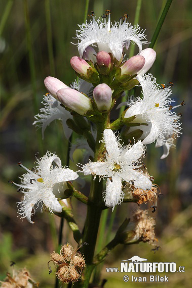 Trilapis puplaiškis