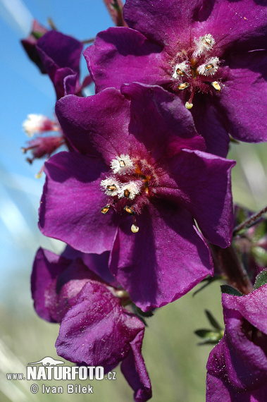 Verbascum phoeniceum