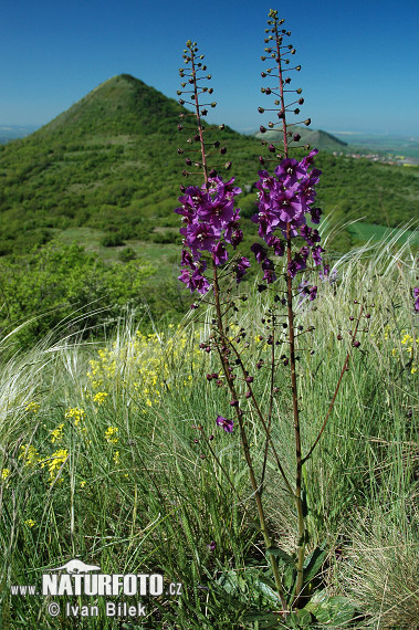 Verbascum phoeniceum