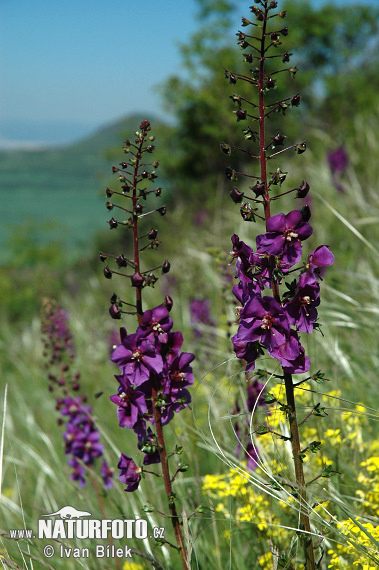 Verbascum phoeniceum