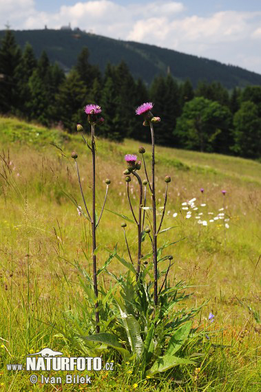 Verschiedenblättrige Kratzdistel