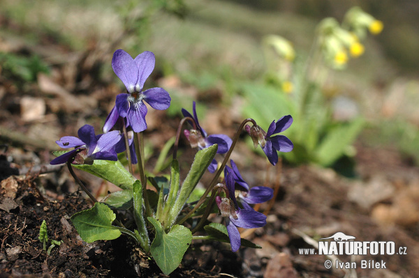 Viola irta