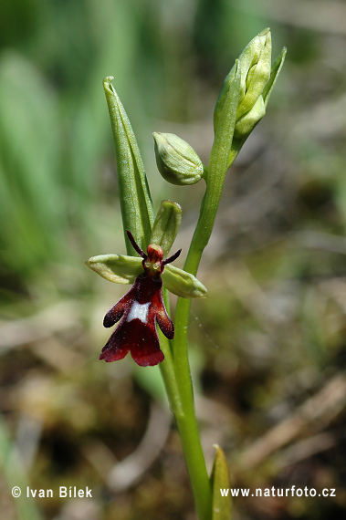 Vliegenorchis