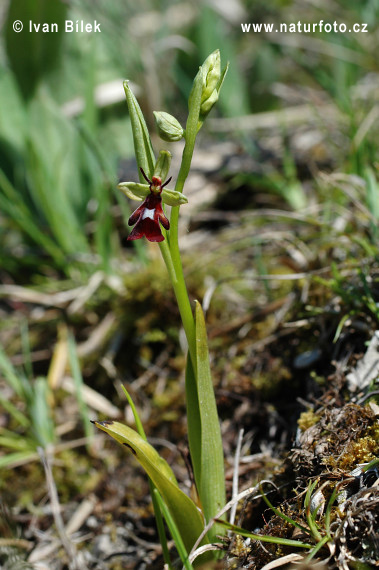 Vliegenorchis