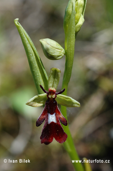 Vliegenorchis