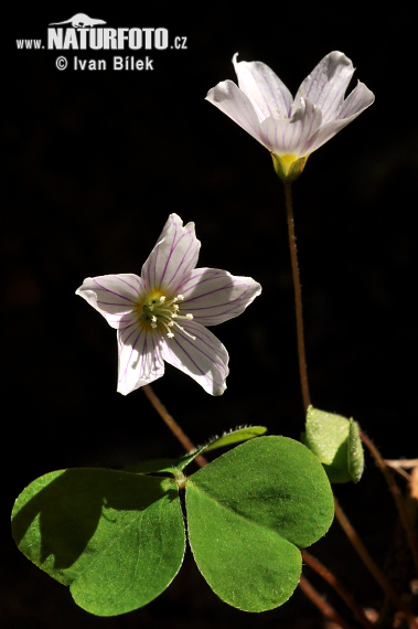 Waldsauerklee