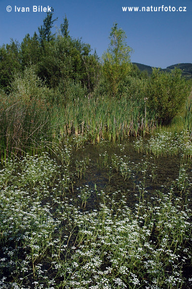 Wasserfenchel