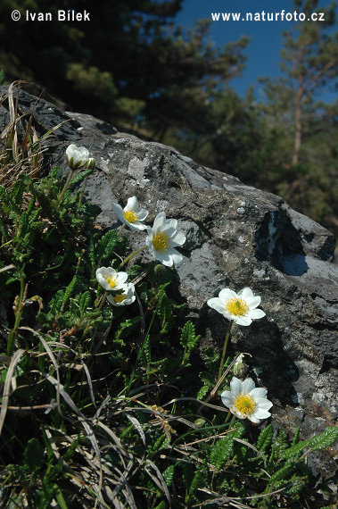 Weiße Silberwurz