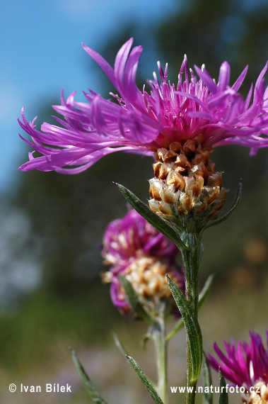 Wiesen-Flockenblume