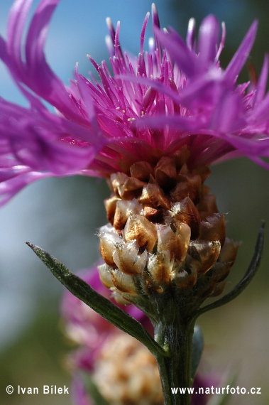 Wiesen-Flockenblume