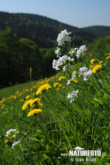 Wiesen-Schaumkraut