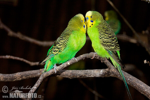 セキセイインコ 写真