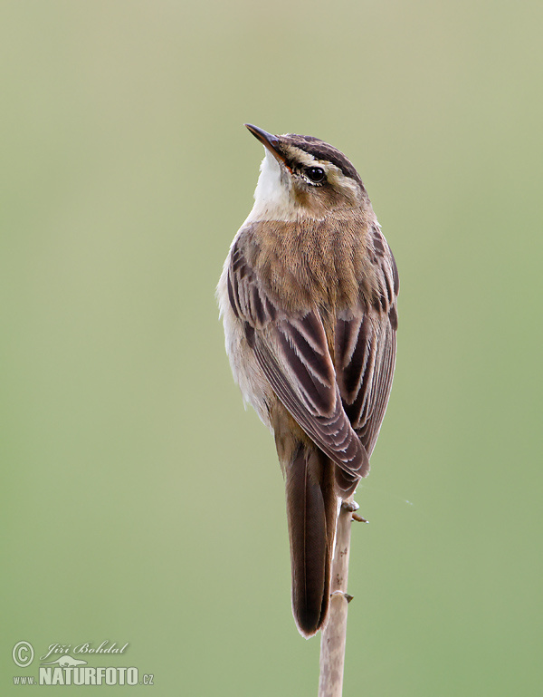 Acrocephalus schoenobaenus