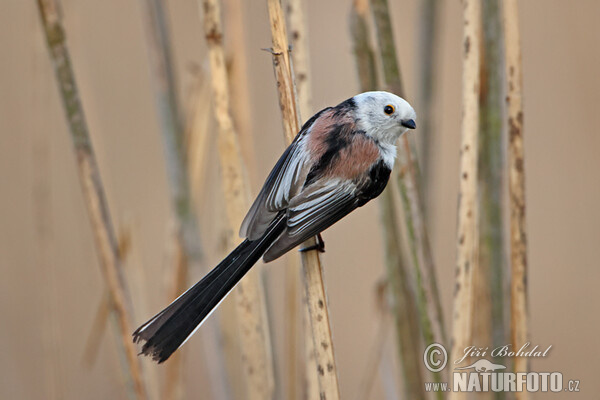 Aegithalos caudatus